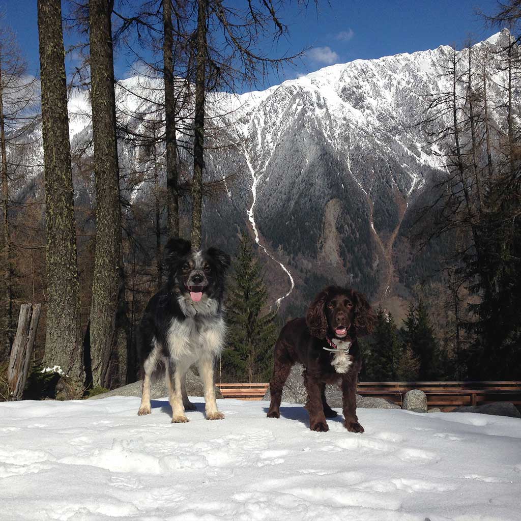 Dog training in the woods Bristol & Bath Agility