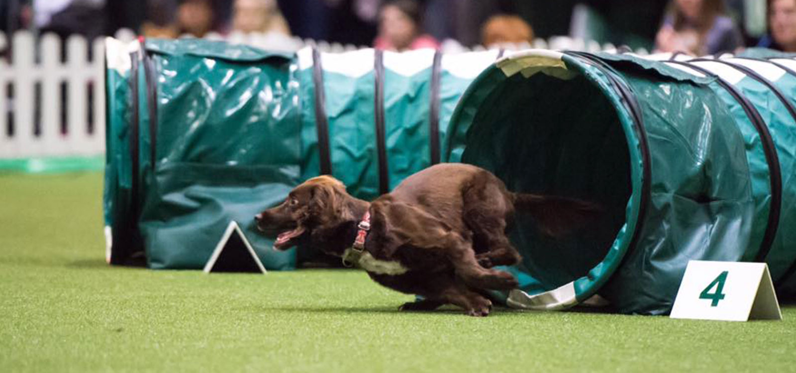 Professional dog agility training Bristol & Bath Agility