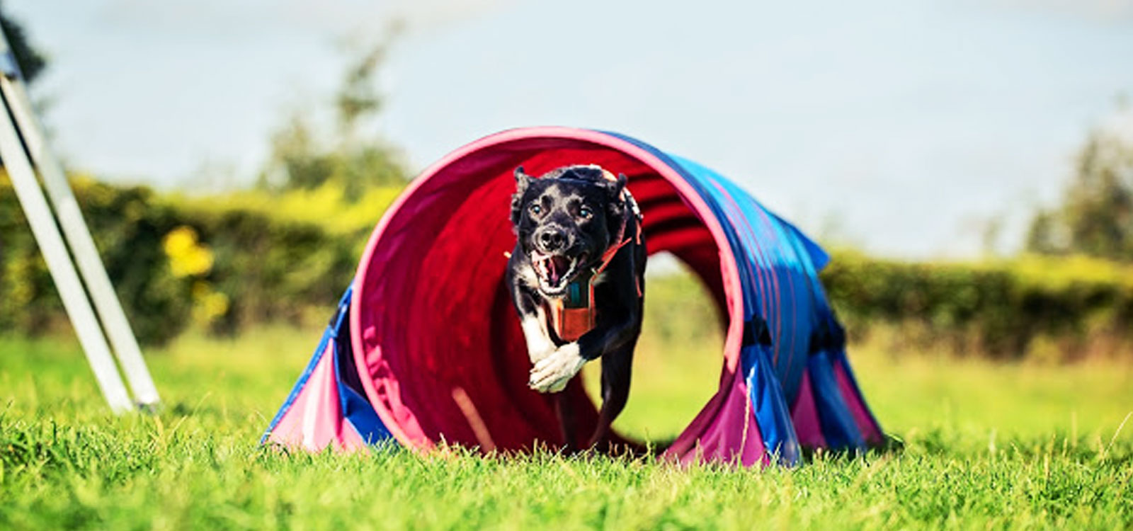 Dog Agility Courses Bristol & Bath Agility
