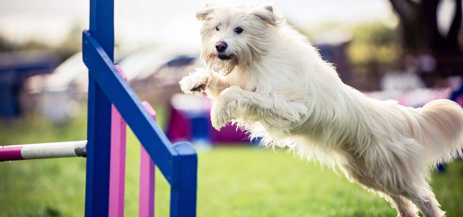 Dog Agility Courses Bristol & Bath Agility