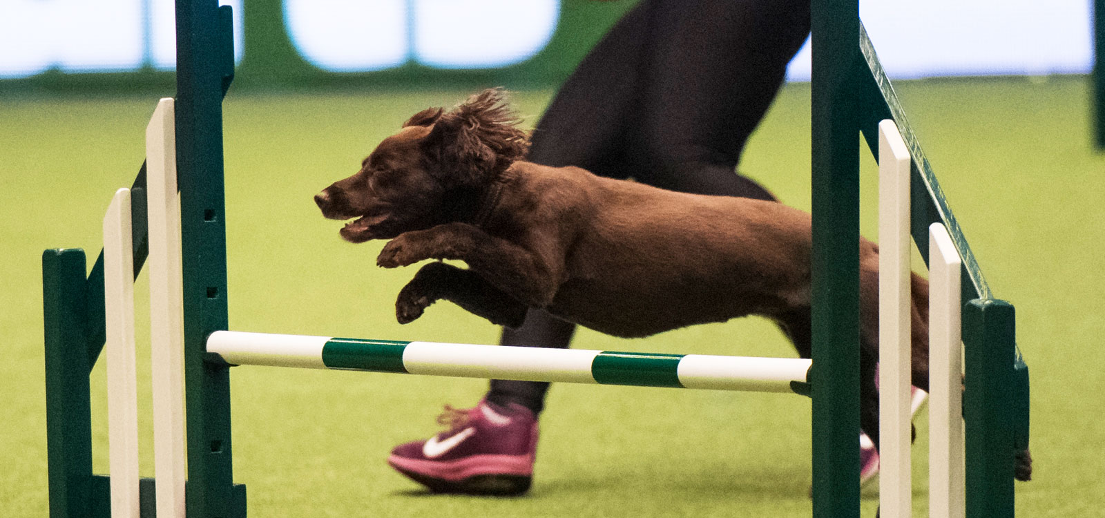 Dog Agility Lessons Bristol & Bath Agility
