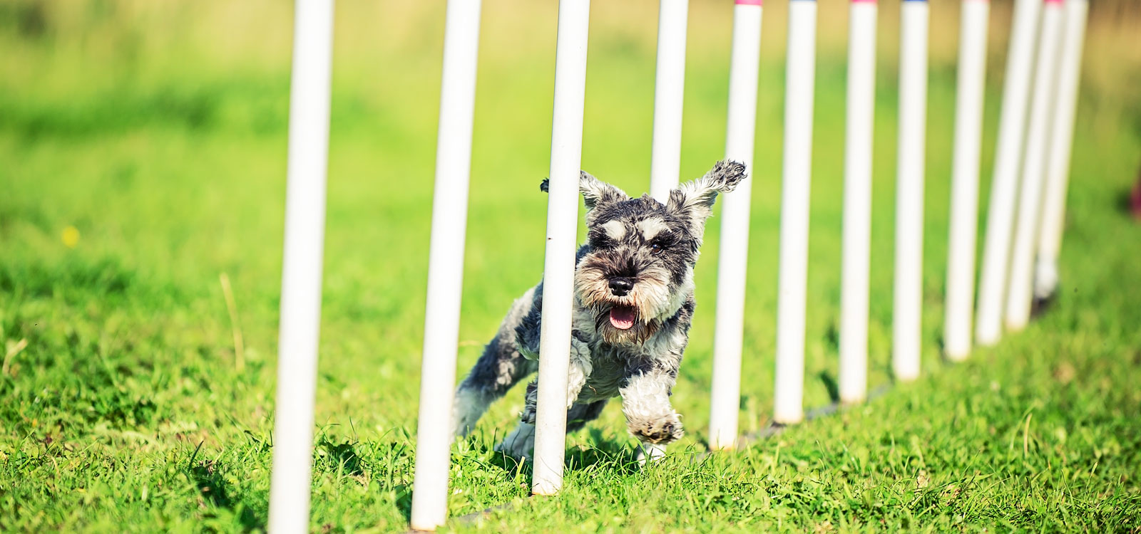Dog Agility Training Bristol & Bath Agility